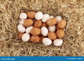 Eieren........................... beschikbaar voor biedingen