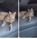 Kitten 9 maandjes mainecone - Europeese korthaar, Dieren en Toebehoren, Katten en Kittens | Raskatten | Korthaar, Kater