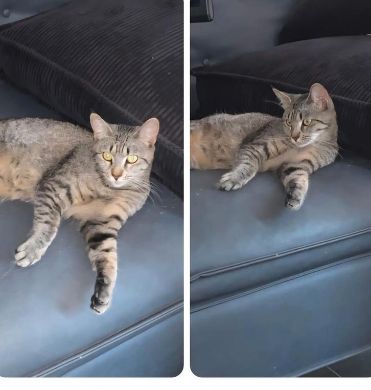 Kitten 9 maandjes mainecone - Europeese korthaar, Dieren en Toebehoren, Katten en Kittens | Raskatten | Korthaar, Kater