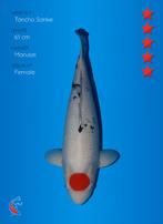 Koi vanaf 1 euro, Karper of Koi