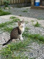 Kittens, Dieren en Toebehoren, Katten en Kittens | Overige Katten, Kortharig