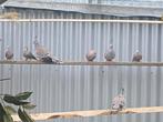 Australische kuifduiven, Dieren en Toebehoren, Geslacht onbekend, Overige soorten