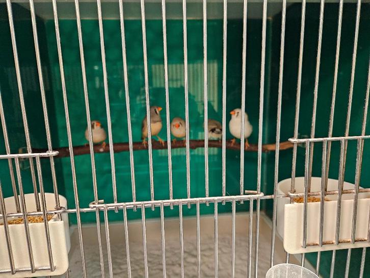 Taeniopygia castanotis Zebravink, Dieren en Toebehoren, Vogels | Overige Vogels, Tropenvogel, Meerdere dieren