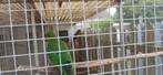 Koningsparkieten, Dieren en Toebehoren, Meerdere dieren, Parkiet, Geringd