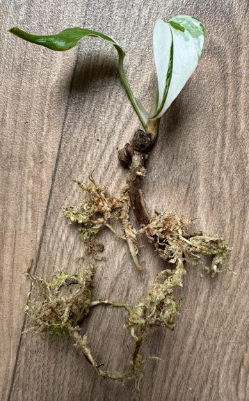 Prachtig Monstera Albo Variegata stekje met actieve wortels beschikbaar voor biedingen