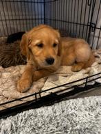Particuliere golden retriever pups, Golden retriever, België, Particulier, Meerdere