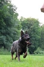 Mooie grote Duitse herder, Dieren en Toebehoren, Reu, CDV (hondenziekte), Eén hond, 3 tot 5 jaar