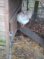 2 krielhennen te koop., Dieren en Toebehoren, Vrouwelijk, Kip