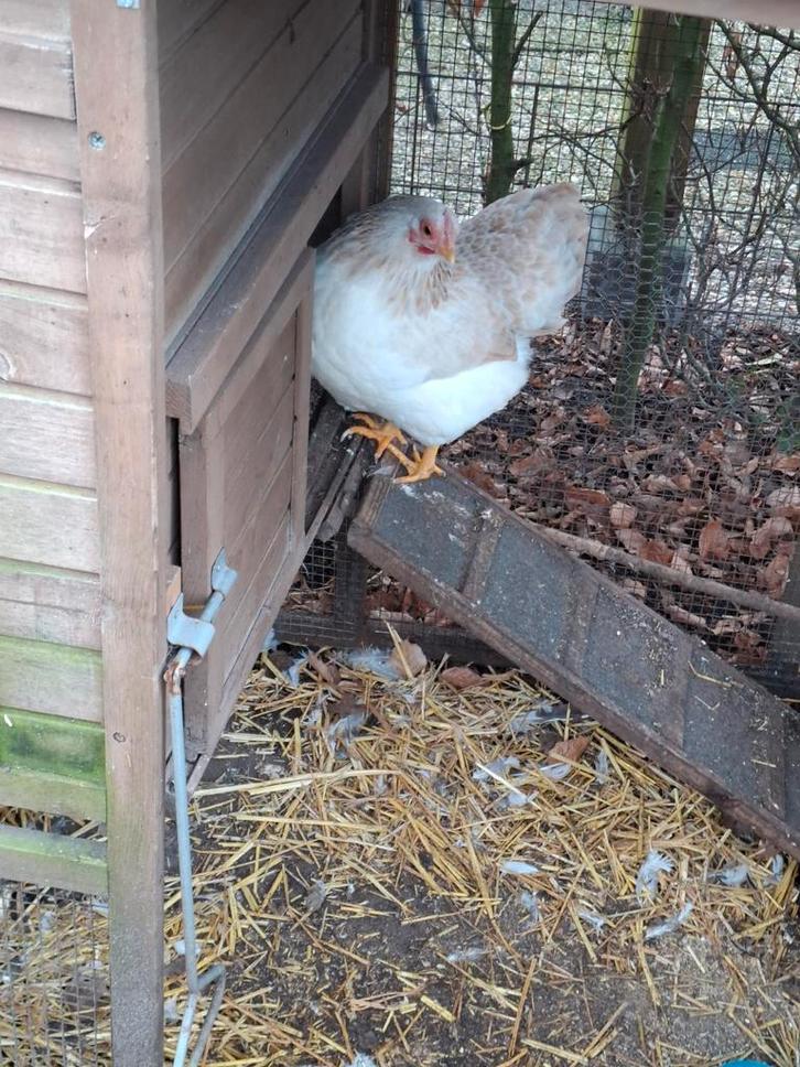 2 krielhennen te koop., Dieren en Toebehoren, Pluimvee, Kip, Vrouwelijk