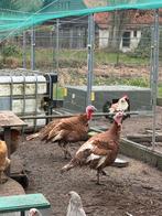 Rode ardenner kalkoenen te koop, Meerdere dieren, Kalkoen