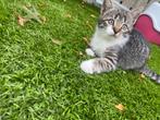 Gezellige kittens!