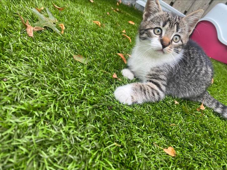 Gezellige kittens!, Dieren en Toebehoren, Katten en Kittens | Overige Katten