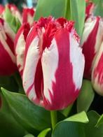 Tulpenbollen & Dahliaknollen/zaden, Ophalen of Verzenden, Najaar, Volle zon, Bloembol