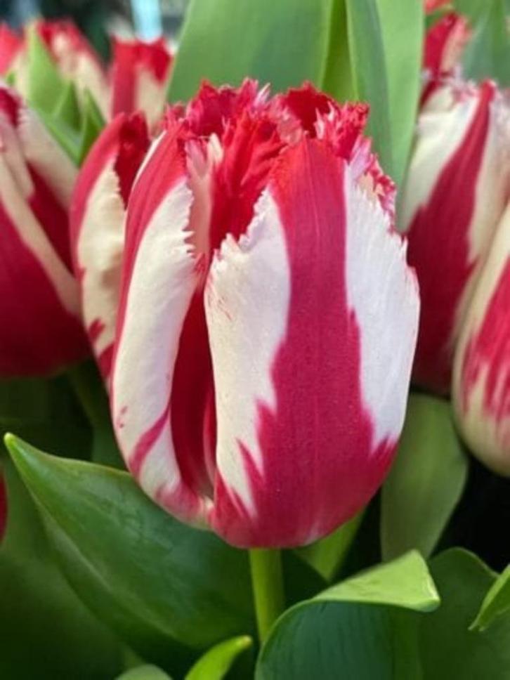 Tulpenbollen & Dahliaknollen/zaden, Tuin en Terras, Bloembollen en Zaden, Bloembol, Najaar, Volle zon, Ophalen of Verzenden