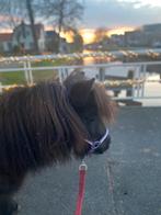 Verzorg shetlander aangeboden, April, Mannelijk