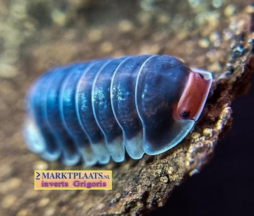 Cubaris sp. ‘Pak Chong’ isopods / pissebedden, Dieren en Toebehoren, Insecten en Spinnen, Overige soorten