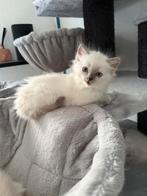 5 prachtige Ragdoll kittens met stamboom te koop, Meerdere dieren, Gechipt, 0 tot 2 jaar