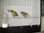 div tropische vogeltjes, Dieren en Toebehoren, Meerdere dieren, Tropenvogel