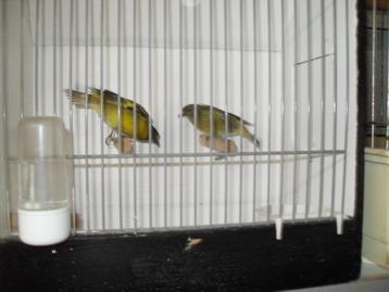 div tropische vogeltjes beschikbaar voor biedingen
