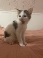 Poes, Dieren en Toebehoren, Katten en Kittens | Overige Katten, Poes