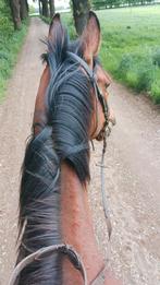Braaf verzorg paard/pony gezocht om buiten mee te rijden, Verzenden