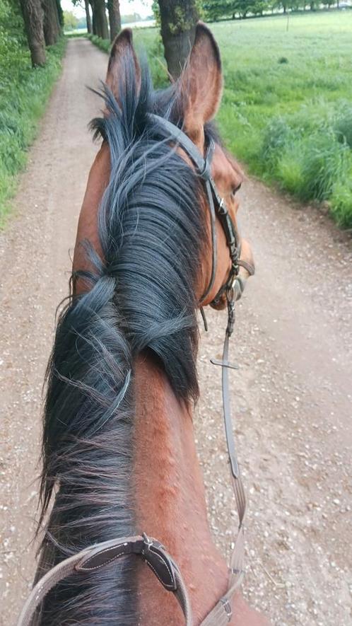 Braaf verzorg paard/pony gezocht om buiten mee te rijden, Dieren en Toebehoren, Paarden en Pony's | Verzorgingsproducten, Verzenden