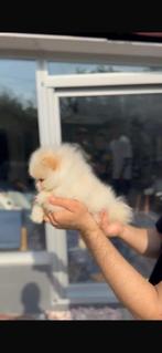 Pomeriaan 3 maanden oud, Dieren en Toebehoren, Reu, 8 tot 15 weken, Eén hond, Nederland