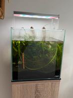 ADA Cube 30x30x30, Dieren en Toebehoren, Ophalen, Gebruikt, Gevuld zoetwateraquarium