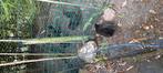Gratis kriel kipjes, Dieren en Toebehoren, Meerdere dieren, Tropenvogel