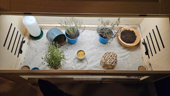 Chinese dwergkwartels met hok, Dieren en Toebehoren, Pluimvee | Toebehoren, Zo goed als nieuw, Overige typen, Ophalen