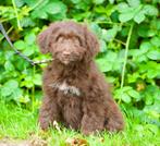 Aussiedoodle pup, 8 tot 15 weken, Teef, Eén hond, Middel