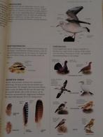 Vogels in Nederland 143 bladzijden, Ophalen, Zo goed als nieuw, Vogels