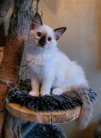 Ragdoll kitten met stamboom holistisch+natuurlijk opgegroeid, Meerdere dieren, Met stamboom, 0 tot 2 jaar