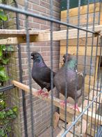 King duiven, onverwant koppel., Dieren en Toebehoren, Vogels | Duiven, Meerdere dieren