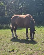 Paard te koop (Breton), Ruin, Zadelmak, 3 tot 6 jaar, Gechipt