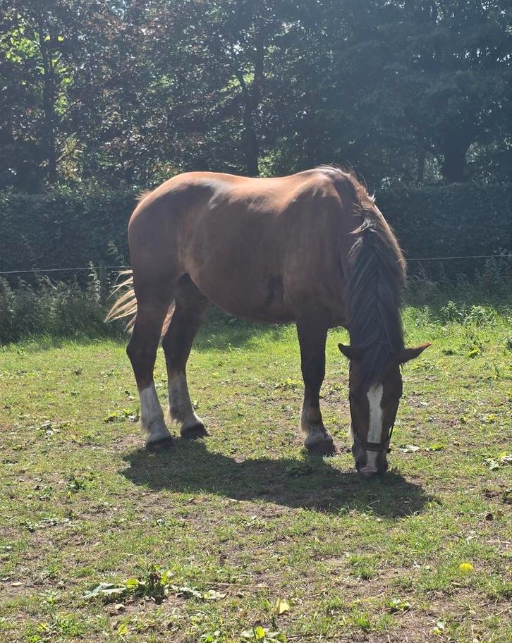 Paard te koop (Breton), Dieren en Toebehoren, Paarden, Ruin, Zadelmak, 165 tot 170 cm, 3 tot 6 jaar, Recreatiepaard, Met stamboom