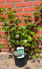 Sneeuwbal - Viburnum, Ophalen of Verzenden