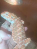 Baardagaam vrouw, Dieren en Toebehoren, Hagedis, Tam, 0 tot 2 jaar