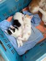 Lieve oranje/witte kater te koop, Dieren en Toebehoren, Meerdere dieren, 0 tot 2 jaar