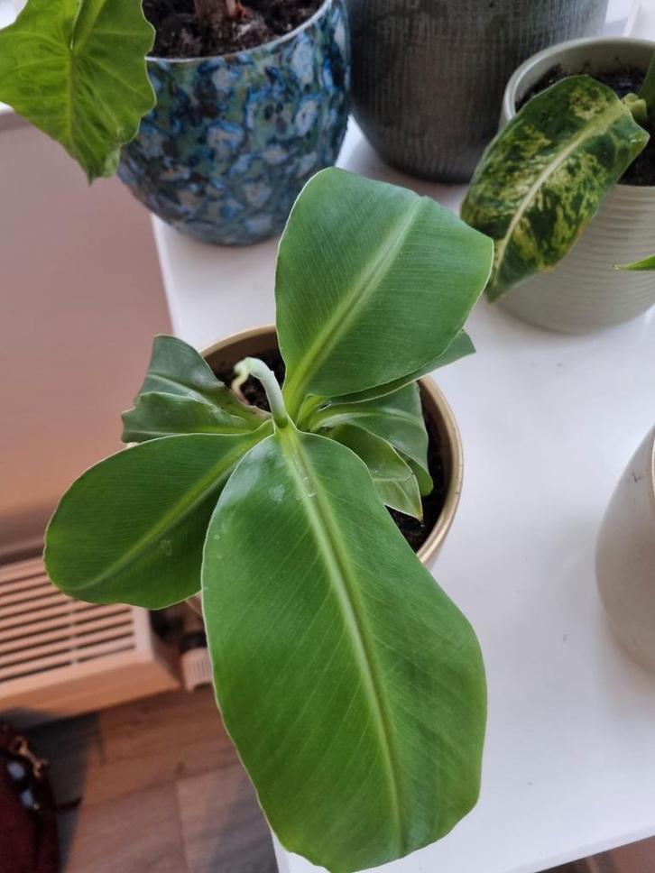 Bananenplant, Huis en Inrichting, Kamerplanten, Minder dan 100 cm, Halfschaduw, Ophalen of Verzenden
