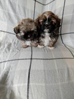 Te  koop pompiraaan x boomer pups 2,reutjes, Meerdere, Nederland, Particulier, Reu