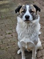 Te koop, Dieren en Toebehoren, Honden | Niet-rashonden, Particulier, Reu, 1 tot 2 jaar, Buitenland