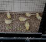 Kanaries, Dieren en Toebehoren, Vogels | Kanaries, Meerdere dieren, Kleurkanarie