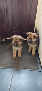 Te koop oudduitser puos keer langharige witte herder, CDV (hondenziekte), 8 tot 15 weken, Meerdere, Meerdere dieren