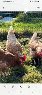 6 bruine Lohmann Leghennen, Dieren en Toebehoren, Pluimvee, Vrouwelijk, Kip