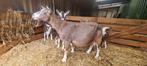 Toggenburger geiten en bokken, Dieren en Toebehoren, Schapen, Geiten en Varkens, Vrouwelijk, Geit