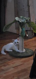 Mooie Britse Korthaar kitten (katertje) – sociaal en gezond, Kater, Ontwormd