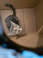 .Tekoop noorse boskat kitten mix  kort haar wit/grijs, Dieren en Toebehoren, Meerdere dieren