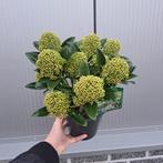 Skimmia planten White globe  10 v €50,-, Overige soorten, Minder dan 100 cm, Zomer, Ophalen
