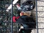 Chabo kippen met voer, Meerdere dieren, Kip